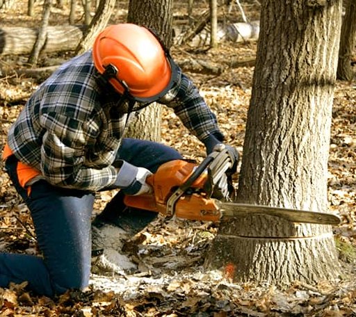 Tree Removal in Hertel, WI